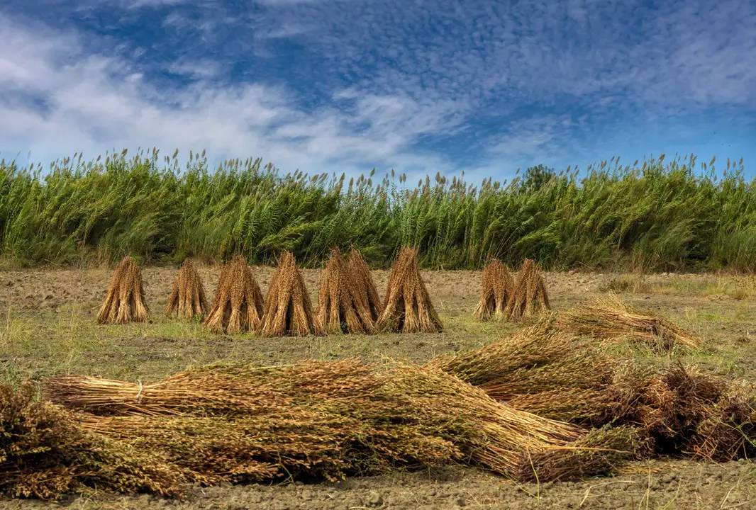 Manavgat Altın Susamının İzinde 4